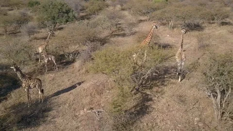 Girafe 2 Stock Footage 120742095