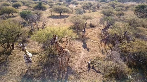 Girafe 3 Stock Footage 120742088