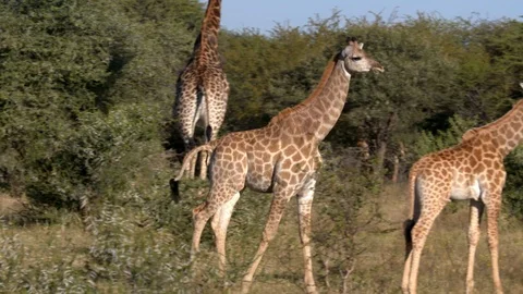 Girafe 4 Stock Footage 120776885