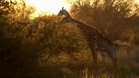 Girafe 5 Stock Footage 120776881