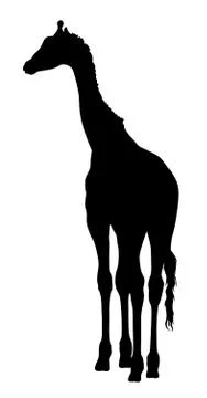 Girafe Stock Illustration