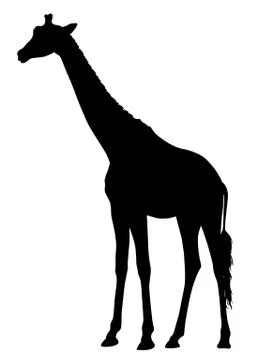 Girafe Stock Illustration