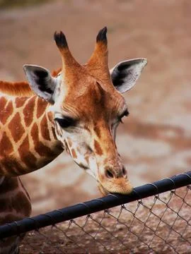 Girafe Stock Photos