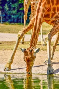 Girafe Foto stock