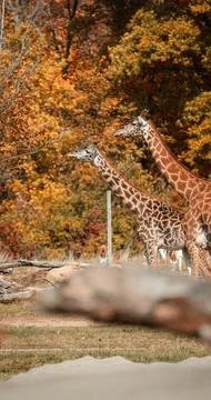 Girafe Stock Photos