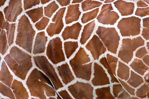 Girafe texture Stock Photos