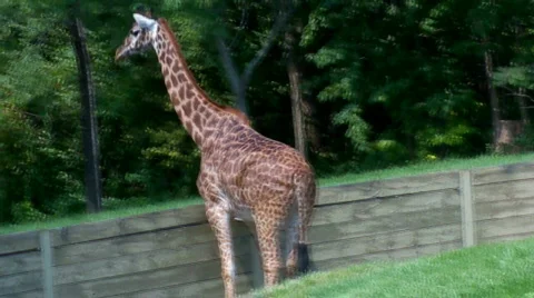 Giraff 스톡 동영상 506956