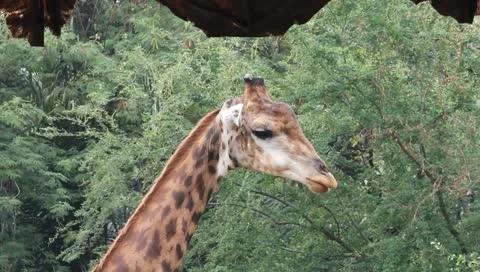 Giraff Stock Footage 10728600