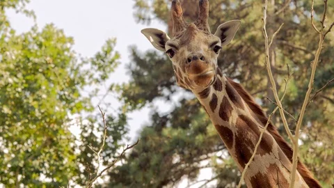 Giraffe 01 Video stock 125638939