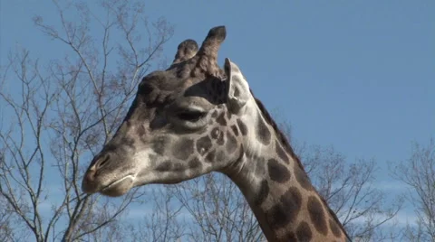Giraffe 01 R2 Stock Footage 908402