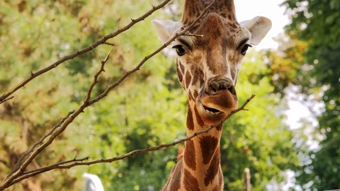 Giraffe 02 Video stock 125638864