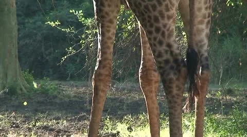 Giraffe 1 Stock Footage 11655060