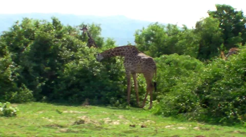 Giraffe 1 库存影片 28499247