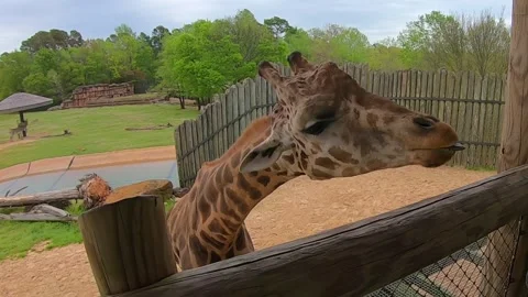 Giraffe 1 Video stock 152409687