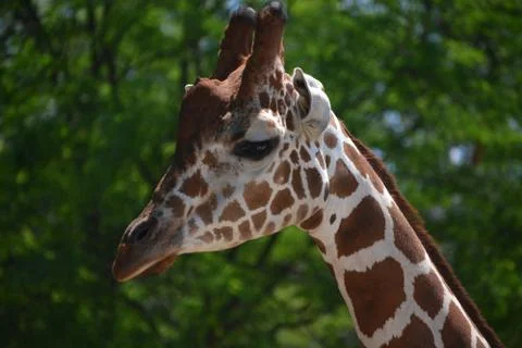 Giraffe 1 Stock Photos