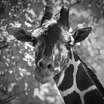 Giraffe 11 Stock Photos