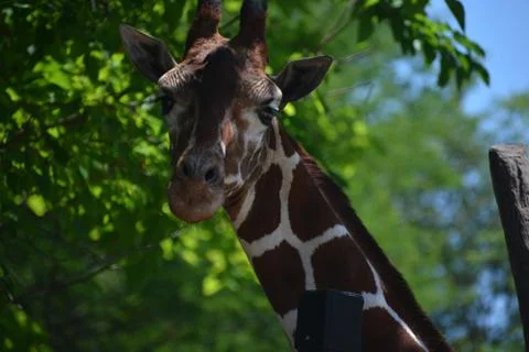 Giraffe 12 Stock Photos
