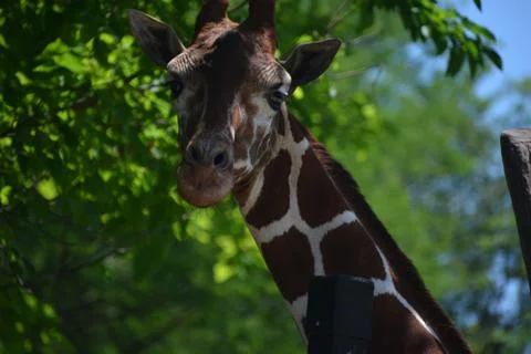Giraffe 13 Stock Photos