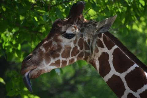 Giraffe 16 Stock Photos