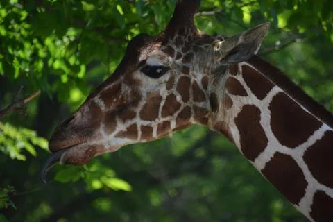 Giraffe 17 Stock Photos