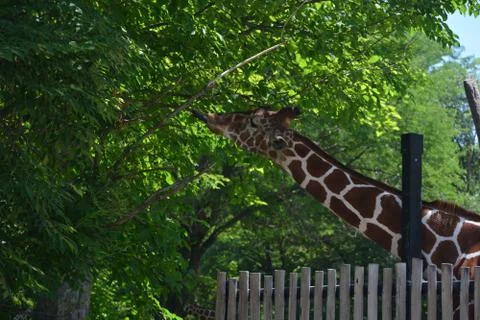 Giraffe 18 Stock Photos
