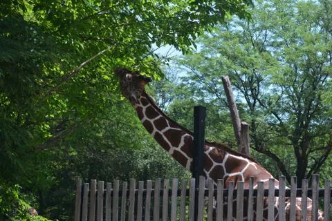 Giraffe 19 Stock Photos