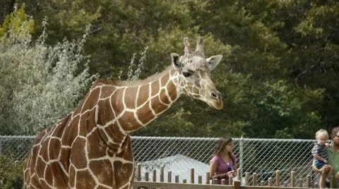 Giraffe 2 Vidéo 8841742