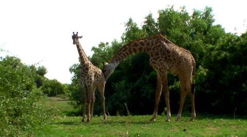 Giraffe 2 库存影片 28499356