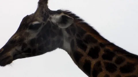 Giraffe 2 Stock Footage 90700059