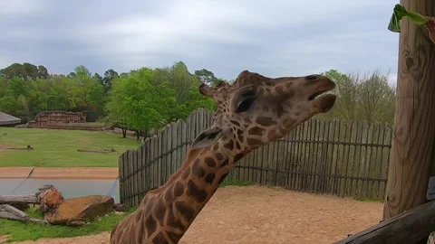 Giraffe 2 Video stock 152409746