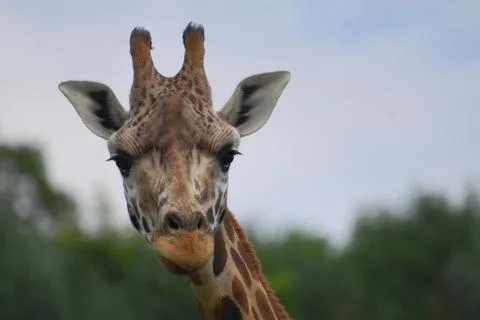 Giraffe 2 Stock Photos