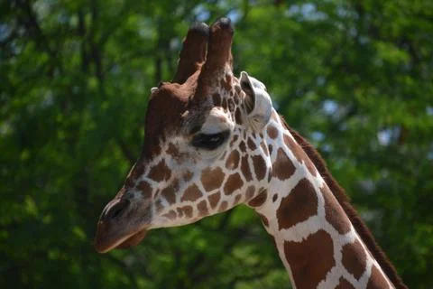 Giraffe 2 Stock Photos