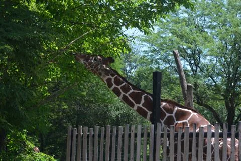 Giraffe 20 Stock Photos