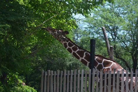 Giraffe  20 Stock Photos