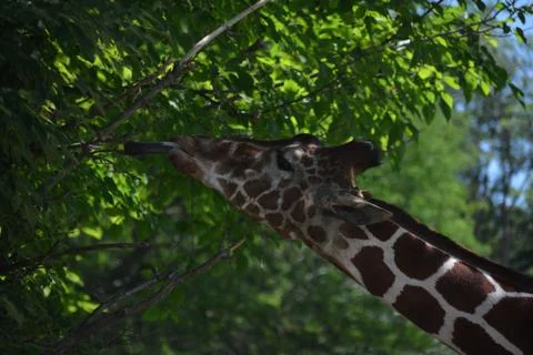 Giraffe 22 Stock Photos