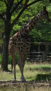 Giraffe 23 Stock Photos