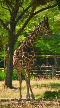 Giraffe 24 Stock Photos