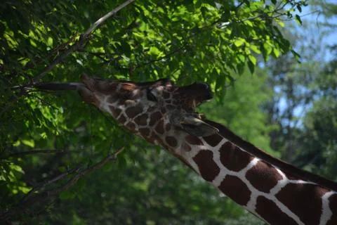 Giraffe 27 Stock Photos