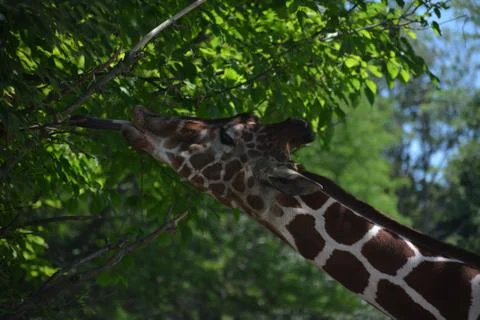 Giraffe 28 Stock Photos
