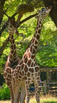 Giraffe 29 Stock Photos