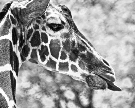 Giraffe 3 Stock Photos