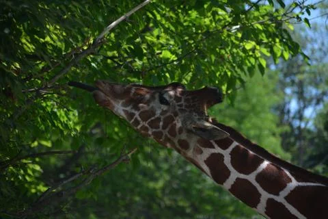 Giraffe 30 Stock Photos