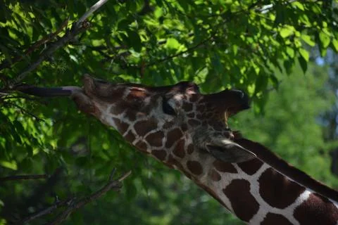 Giraffe 31 Stock Photos