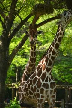 Giraffe 33 Stock Photos