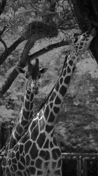 Giraffe 34 Stock Photos
