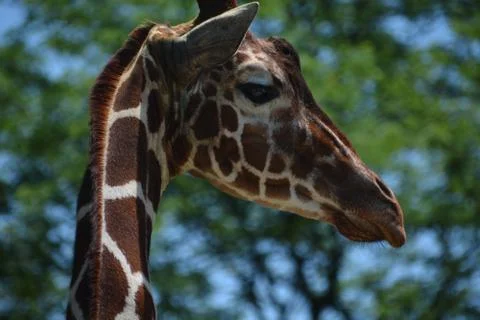 Giraffe 4 Stock Photos