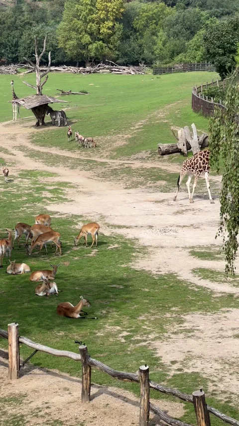 Giraffe. 4K background video clip. Backdrop 4k footage. Stock Footage 208448246