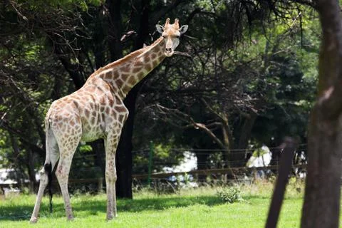 Giraffe #5 Stock Photos