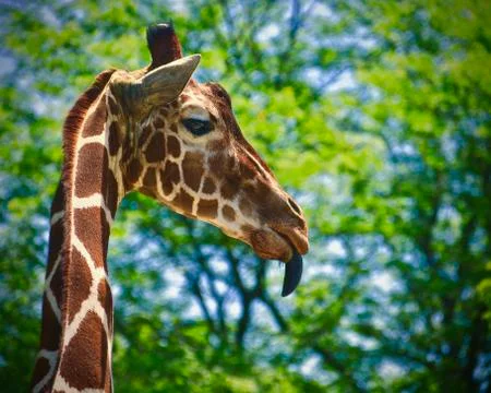 Giraffe 5 Stock Photos