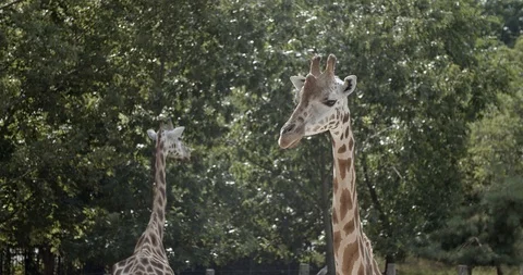 Giraffe 50fps Stock Footage 114364089